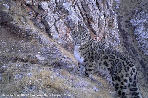 Snow Leopard Trust On Instagram Snow Leopard Wildlife Animals