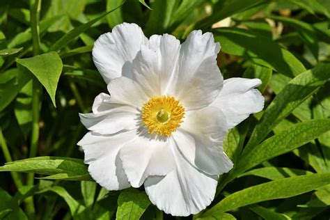 Check spelling or type a new query. 45 Types of White Flowers with Pictures | Flower Glossary