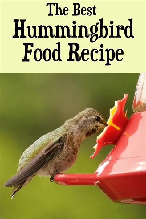 Hummingbird Food Recipe Video Video Hummingbird Food Hummingbird