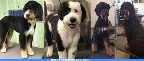 Dog grooming is a service and not always an easy or a well paid one so a good thing to do is i would ask your groomer when you tip him/her because each salon opperates differently. How Often should I Groom My Bernedoodle? Grooming Tips ...