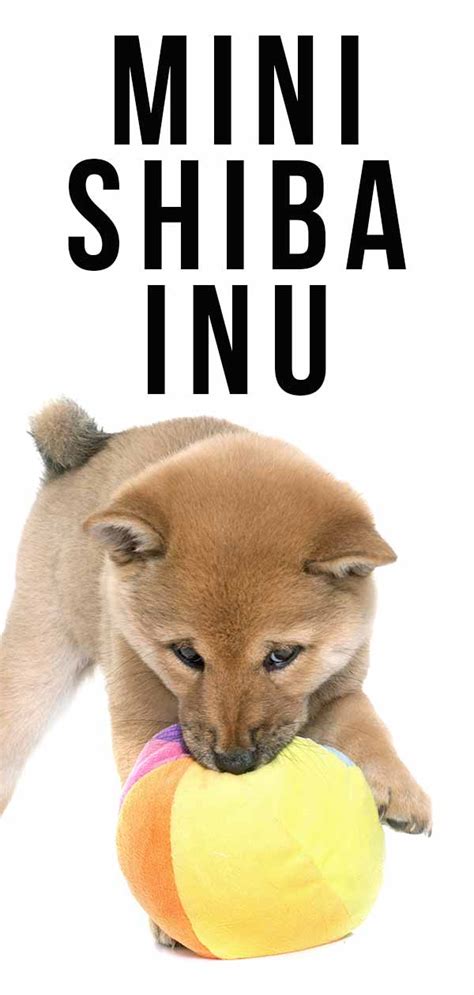 Mini Shiba Inu The Tiny Version Of The Adorable Spitz Dog