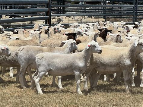 lot 789 214 mixed sex lambs auctionsplus
