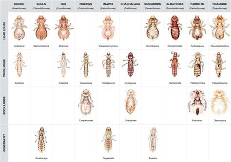 Types Of Head Lice