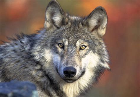 Feds Defend Plan To Drop Gray Wolf Protection The Spokesman Review