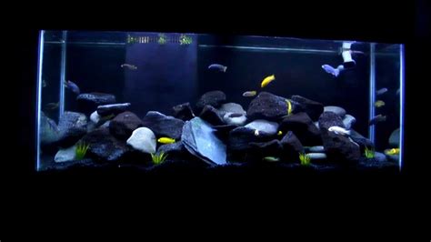 African Cichlid 55 Gallon Mbuna Reef Tank Youtube