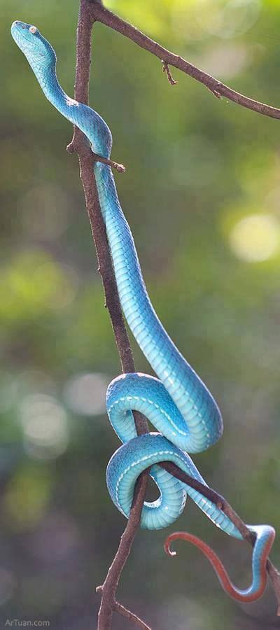 Garter Snake Baby Blue Racer Snake Amazing Design Ideas