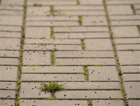 Cobblestone Paving Footpath With A Bunch Of Grass Concrete Cobbles