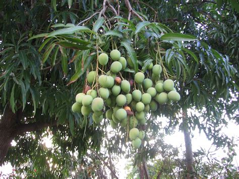 Image Mango Tree With Fruit In Rincón Puerto Rico