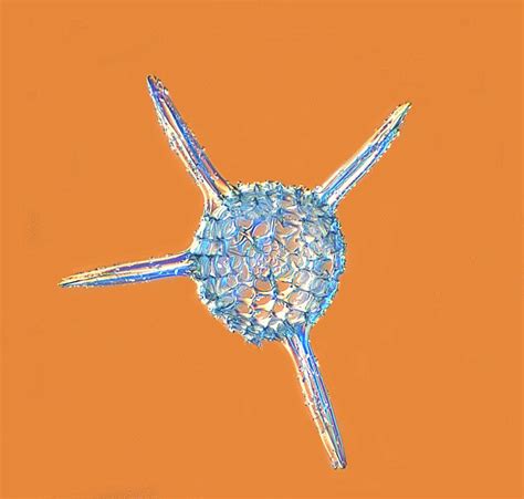 R Acanthos Gpicture Of Radiolarian Microscopic Naturestructures
