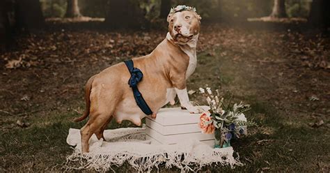 This Pit Bull Got Her Own Amazing Maternity Photoshoot Small Joys
