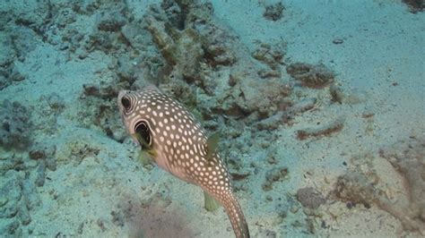 Pufferfish On Coral Reef Stock Footage Videohive
