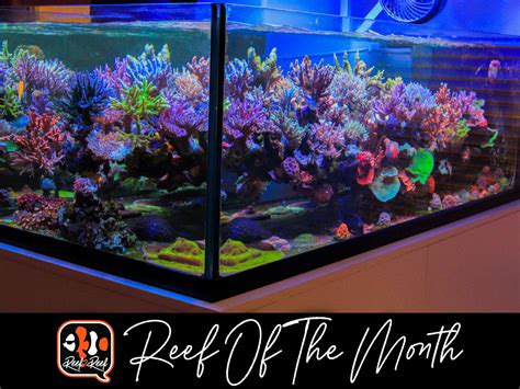 REEF OF THE MONTH November Leo S Gallon SPS Garden REEF REEF Saltwater And Reef