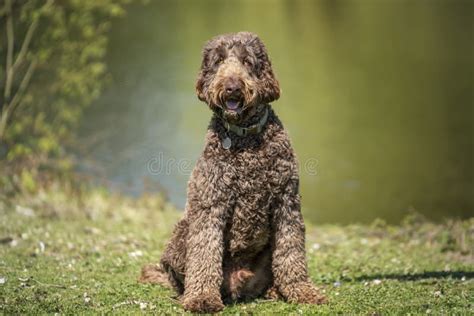 Big Giant Brown Labradoodle Sitting And Looking At The Camera Stock