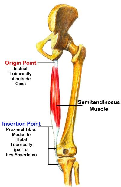 Hamstring Muscles Anatomy What To Do If You Pull Your Hamstrings