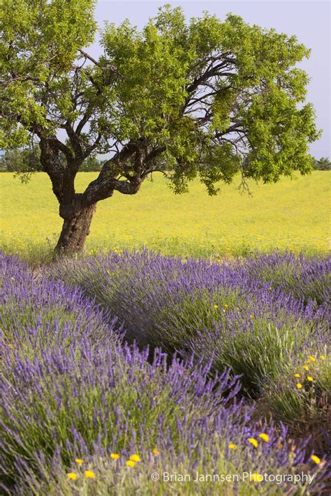Lone Tree In Lavender Field Provence France © Brian Jannsen
