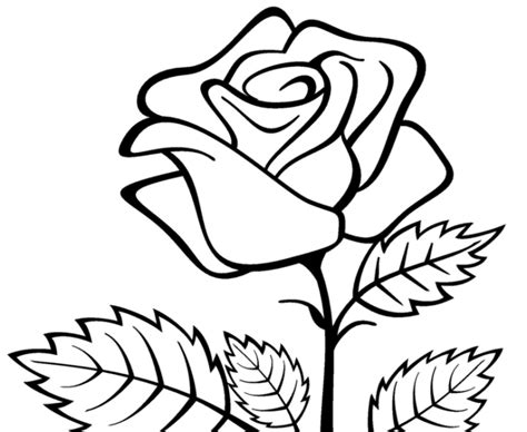 Cara Menggambar Sketsa Bunga Mawar Terbaru