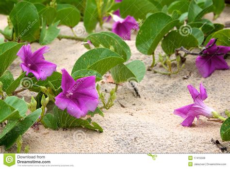 Plants That Grow In Sand Plants Bm