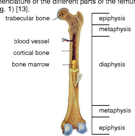 Diaphysis • shaft of the long bone. Figure 1 from Effects on bone tissue in ewes (Ovies aries) and their foetuses exposed to PCB 118 ...