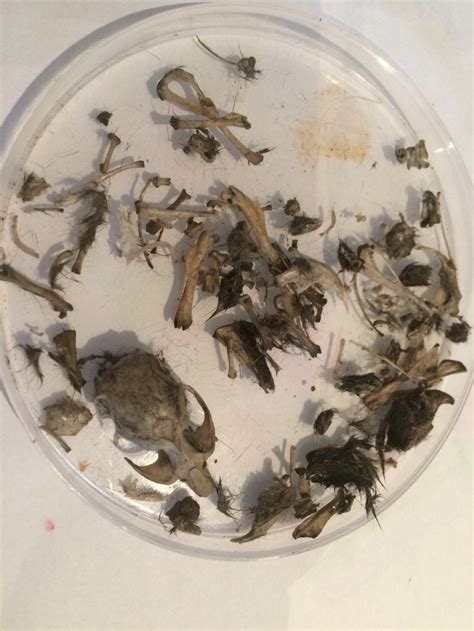 30 Days Wild Day 20 Dissecting An Owl Pellet Naturalist Dara