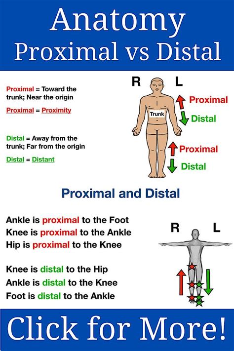 Anatomy Directional Terms Drawings Proximal Vs Distal Notes Examples