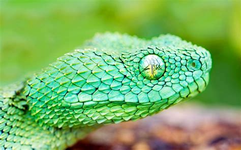 Green Snake Wallpaper Hd Desktop Wallpapers 4k Hd