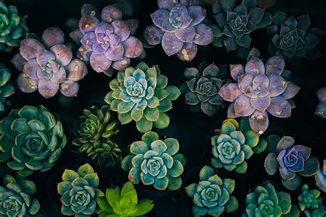 Hd Wallpaper Green Succulent Plants On Pots Decor Flatlay From
