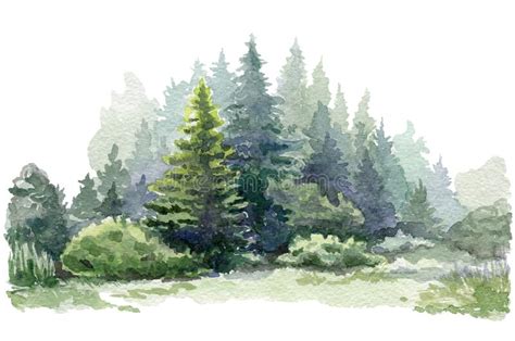 1595 Watercolor Evergreen Tree Stock Photos Free And Royalty Free