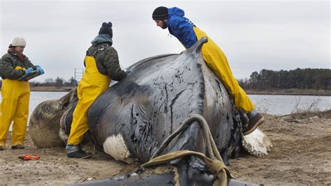 Killer Whale Lulu Found With Extreme Levels Of Pcbs May Be The Most