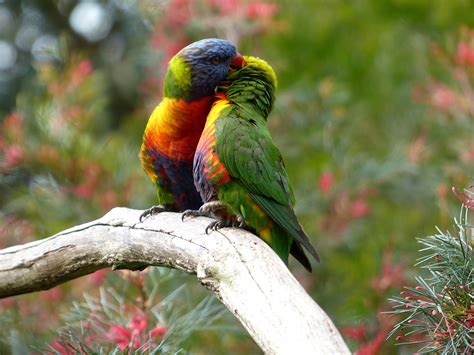820888 Birds Parrots Two Branches Rare Gallery Hd Wallpapers