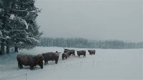 Scottish Highland Cattle In Finland Mostly Just Snowing And Some