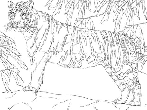Tigre Du Bengale Debout Sur La Montagne Coloriages Tigre Coloriages