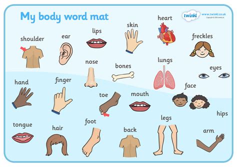 Body Parts Clip Art 20 Free Cliparts Download Images On Clipground 2023