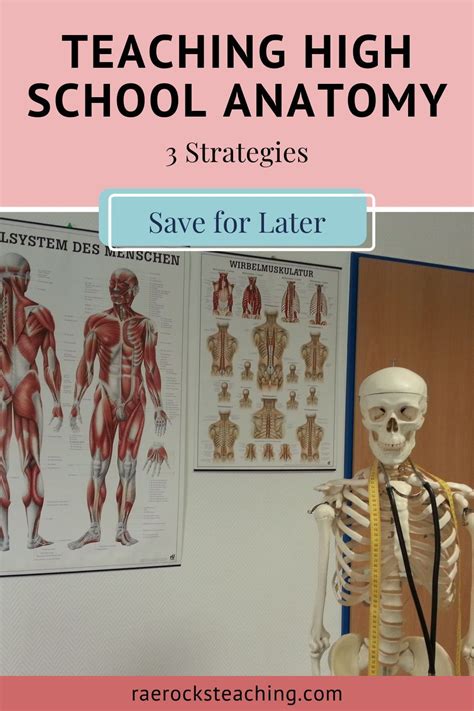 A Skeleton With Text Reading Teaching High School Anatomy 3 Stages Save