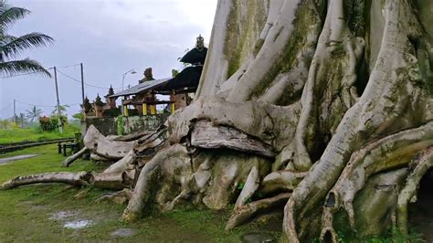 Viral Pohon Suci Di Bali Dibuat Foto Bugil Bule Pohon Kayu Putih Bayan Ancient Tree I Youtube