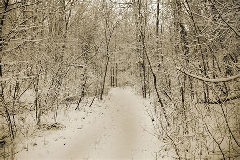 Snowy Sepia Photograph By Betsy Knapp Fine Art America