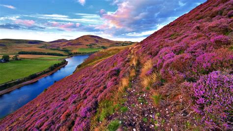 Landscape With A Footpath And Violet Heather Flowers Pentland Hills