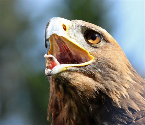 Big Eagle With Open Beak And Eyes Wide Open Stock Photo Image Of