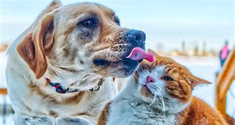 Consejos Para Una Buena Convivencia Entre Perros Y Gatos