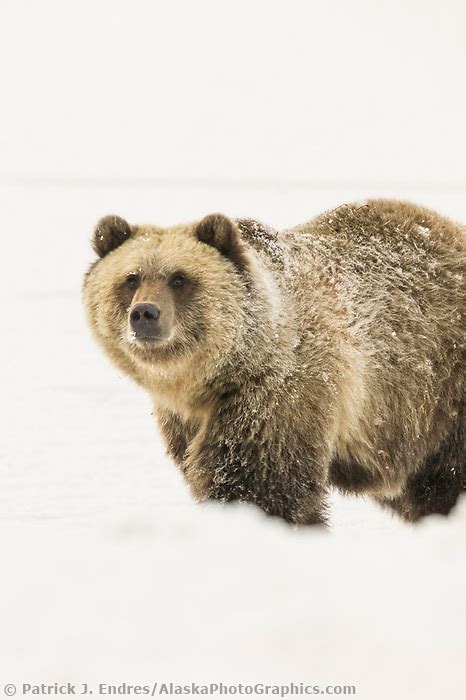 Grizzly Bear On Snowy Tundra