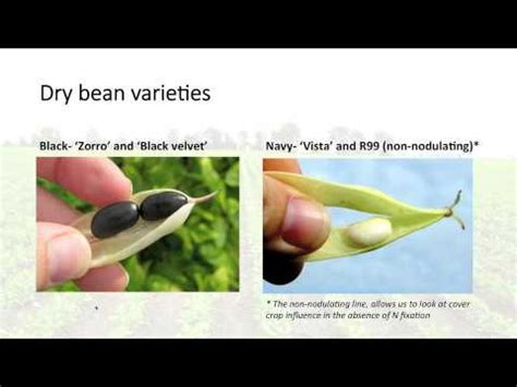 Cover Crops For Improved Organic Dry Bean Production Systems Webinar
