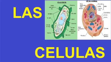 Que Es Una Celula Y Cuantos Tipos Hay Consejos Celulares