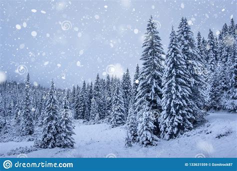 Snowfall In Winter Forest Stock Image Image Of White 133631559