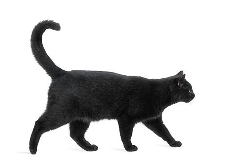 Black Cat Stock Photos Pictures And Royalty Free Images Istock