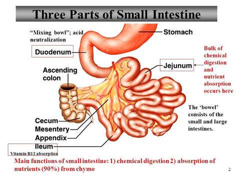Small Intestine Diagram Simple Small Intestine Small Intestine