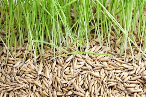 Key steps when seeding a lawn with zenith zoysia or tifblair centipede grasses. How To Keep Birds From Eating Grass Seeds In 3 Easy Steps (Oct. 2020)