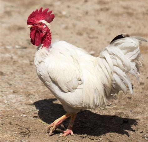 Chicken Breeds Turken Naked Necks Naked Photo Comments