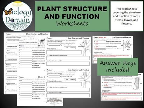 A saclike structure in which cells store materials 4. Plant Structure and Function Worksheets | Teaching Resources