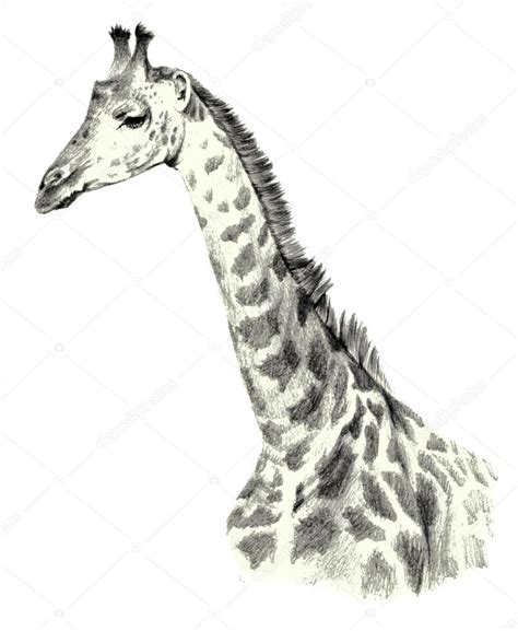 Giraffe Head Profile Drawing