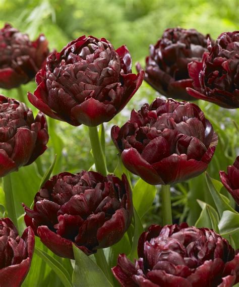Baby showers — nothing livens up the decor quite like flower arrangements of gorgeous pink tulips. Pin on Garden: tulips