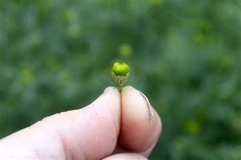 Foraging Pineapple Weed
